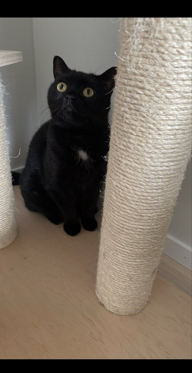 Curly 🇮🇷🇮🇱🇸🇪🦁☀️ tweet media