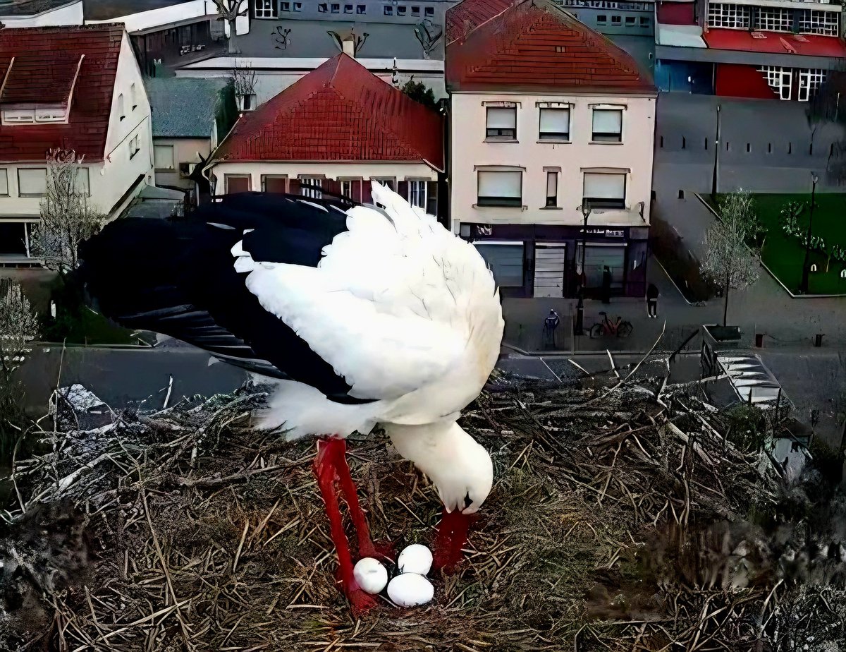 ∴ Pat ∴ tweet media