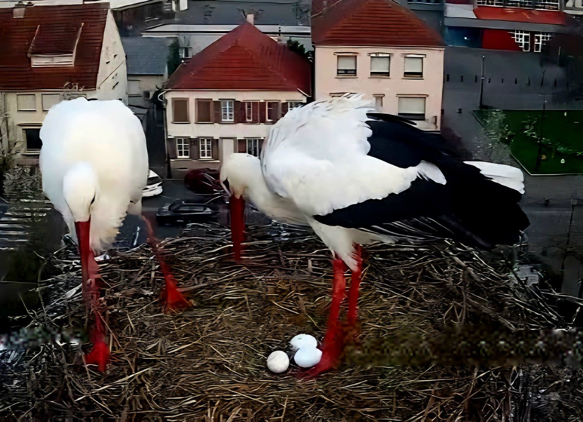 ∴ Pat ∴ tweet media