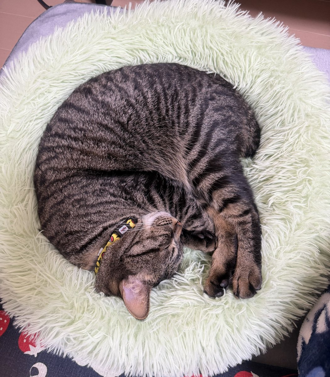 ねまきねこ@ふわこは tweet media