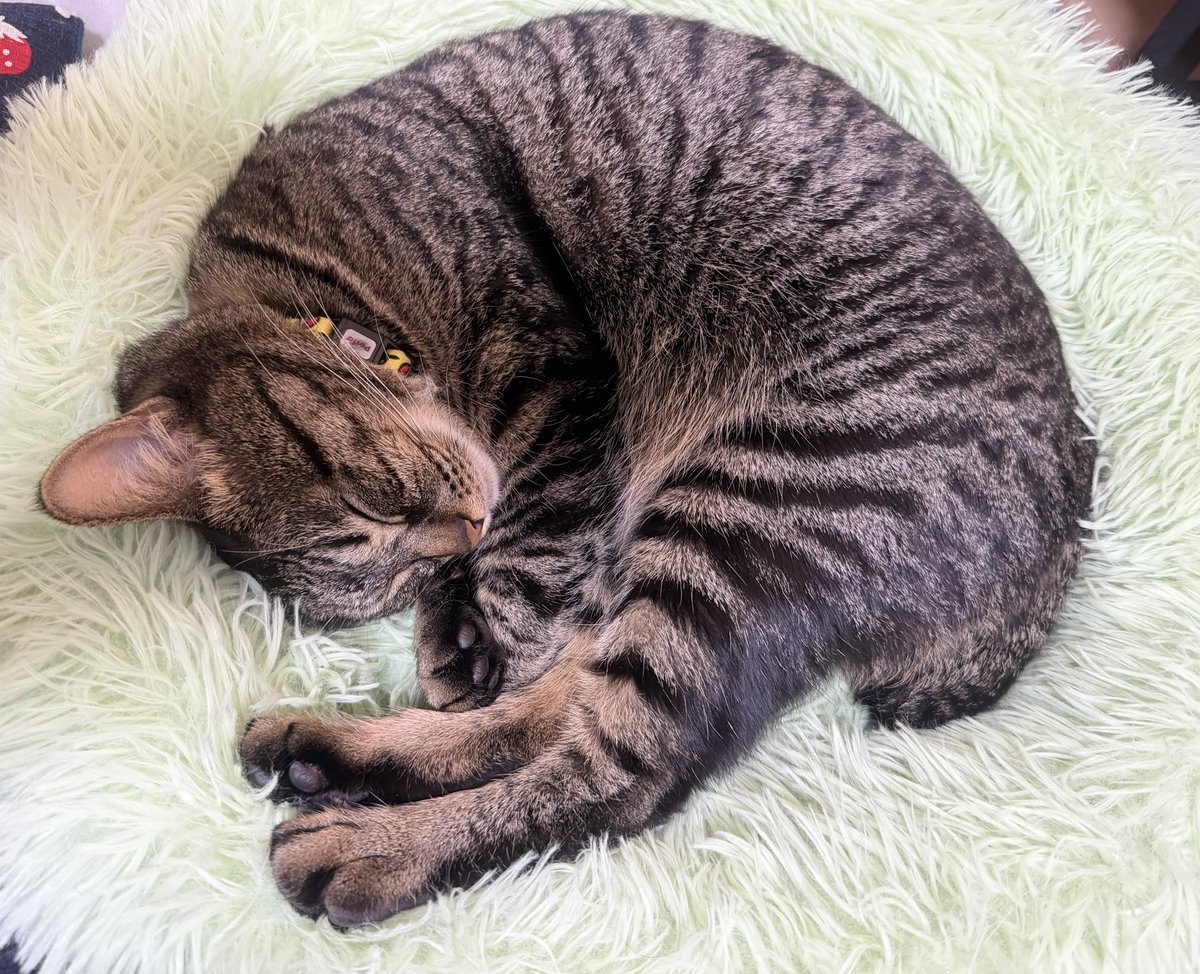 ねまきねこ@ふわこは tweet media