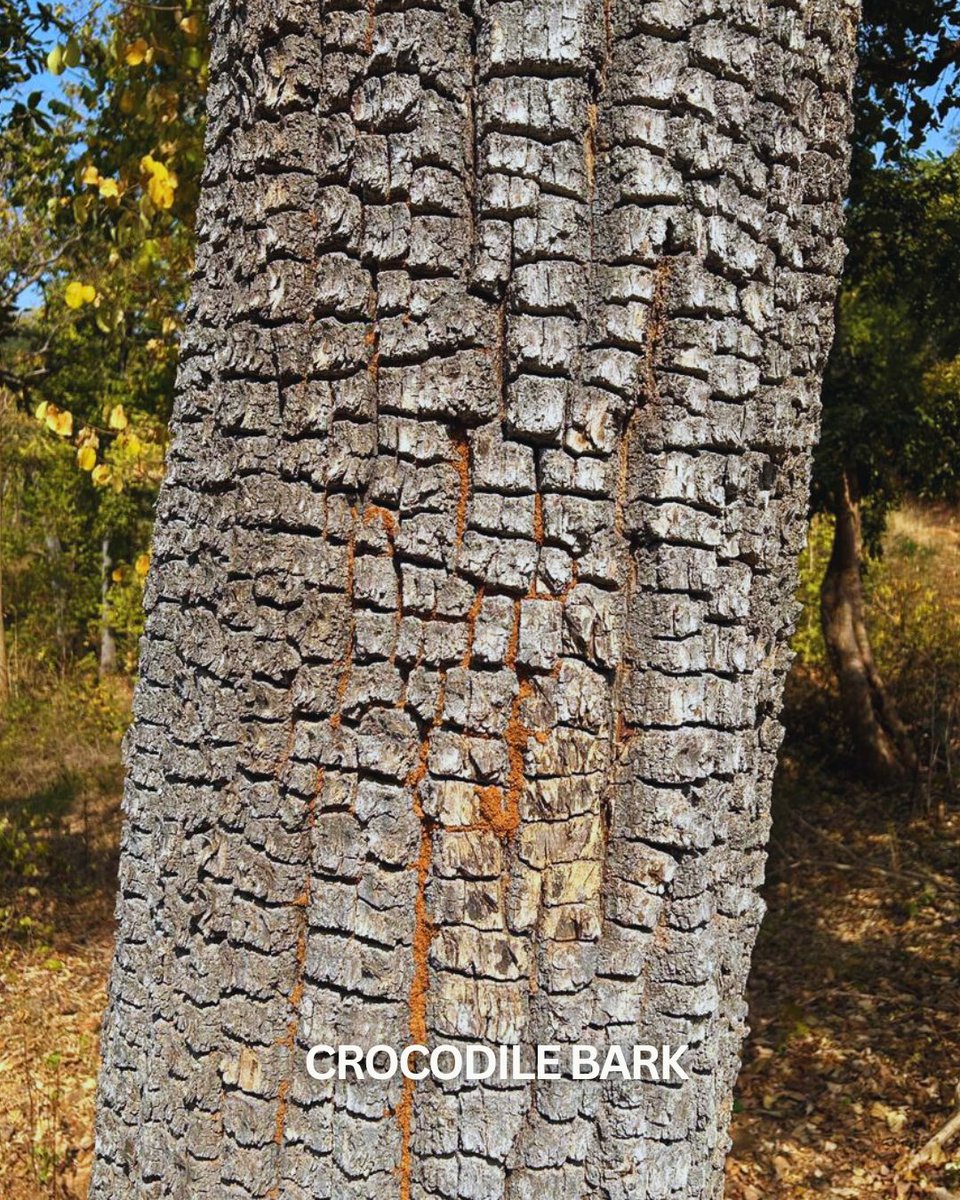 ecovrat's tweet photo. Ever noticed this in forests? 
Not just trees… but various textures, the trees exhibit?!

This International Day of Forests, lets be more vigilant towards the vegetation in the forests and appreciate these as we appreciate animals…
#forest #conservation https://t.co/TVUeQeiAIa