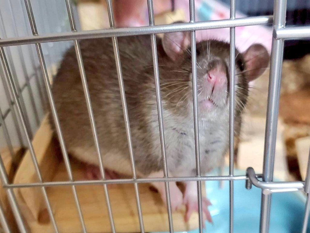 昨日の放送で言っていた、大好きな絵本✨｢ねずみくんのチョッキ｣のガチャガチャ。
どうやらアニメ化するらしい…(*^^*)
ぞうさんが欲しかったなぁ…

ちなみに写真は、岬家のねずみくん(クロたん)🐀