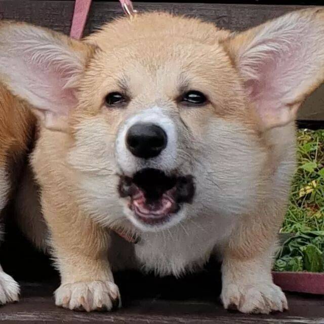 melek yılmaz tweet media