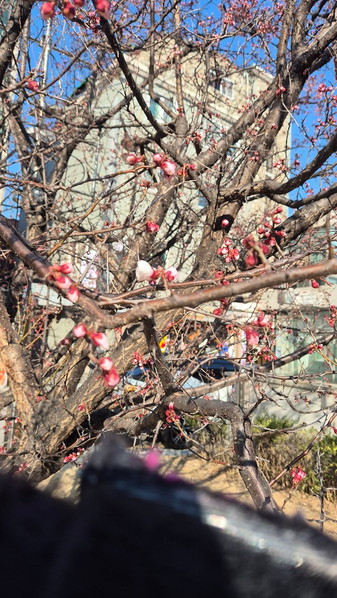 루퍼드(lunatic purple dragon) tweet media