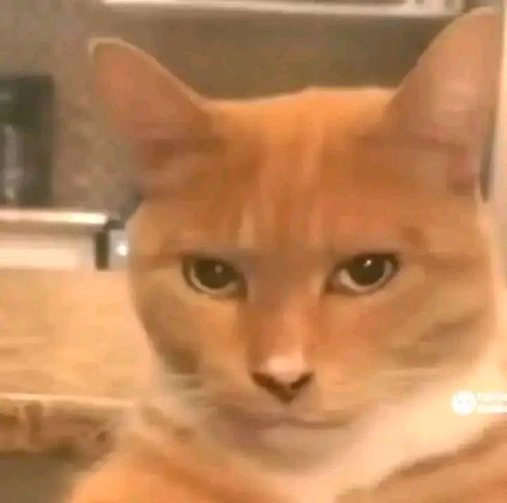 ∞ Mumu tweet media