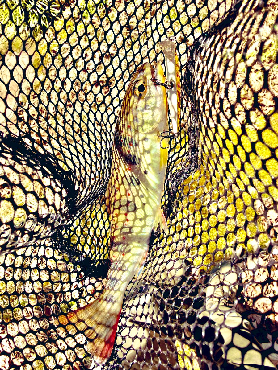 AnglerEden's tweet photo. やっぱり渓流魚は��しいなぁ。
この時期はルアーをなかなか追ってくれないからこそ、貴重な1匹！

ちなみにこれは岡山県の渓流で釣れたアマゴです。
ネイティブトラウトはエリアトラウト よりいろんな面で難しいけど、その分釣れた時の感動が大きいですよね！

#釣り　#ネイティブトラウト　#渓流 https://t.co/VmDeBJEcv7