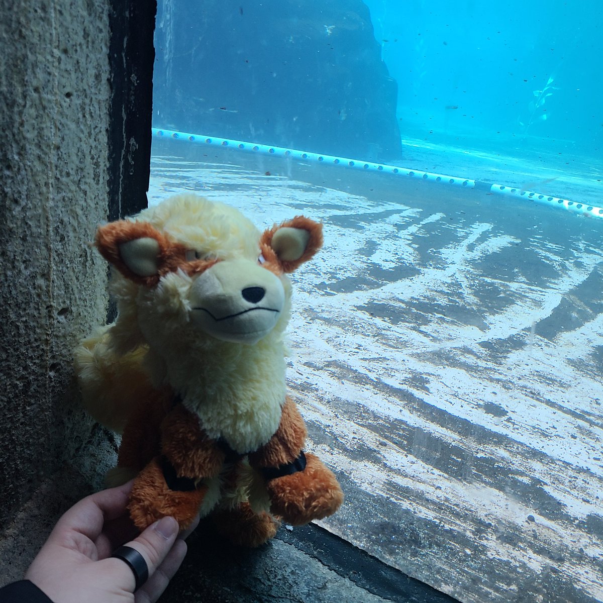 Spansku🐺🐶🇲🇽 (GGCreator) tweet media