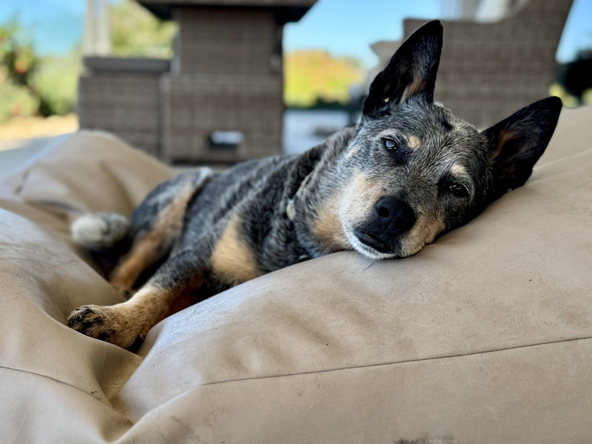 Calliss Clan (@callissclan.bsky.social) tweet media