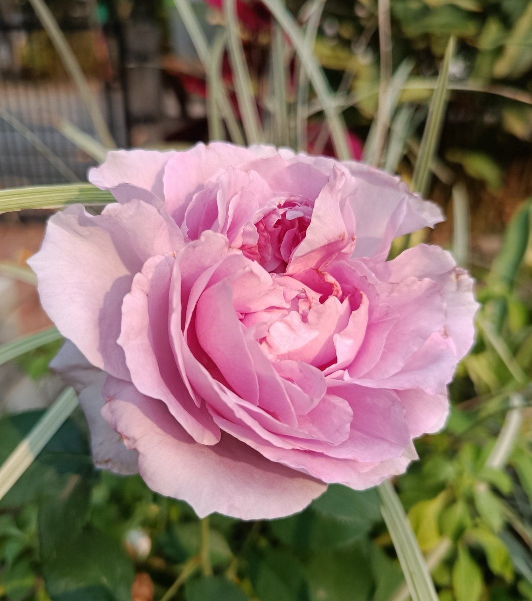 TinyBirb🐦 tweet media