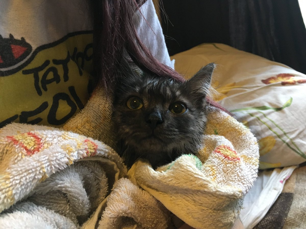 Амфетаминовый Ребе tweet media