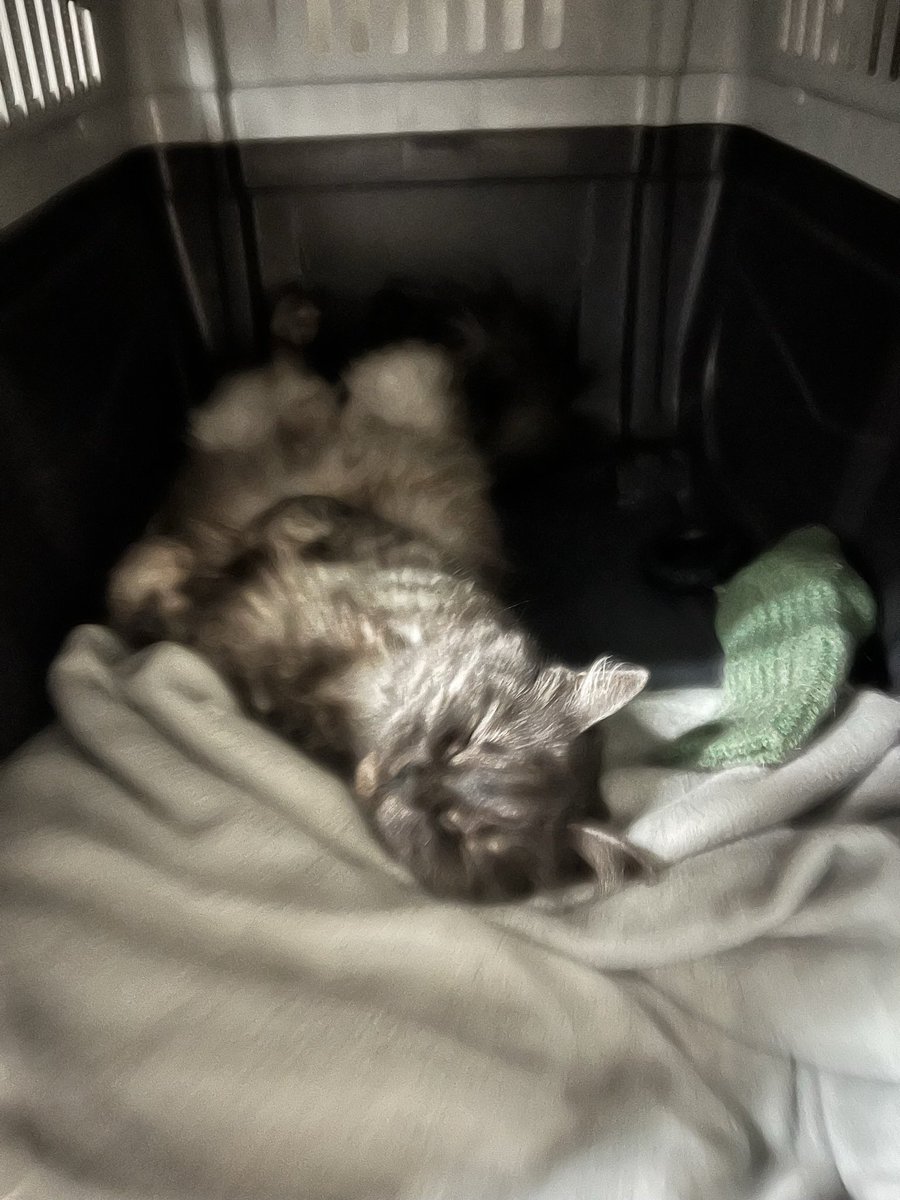 Амфетаминовый Ребе tweet media