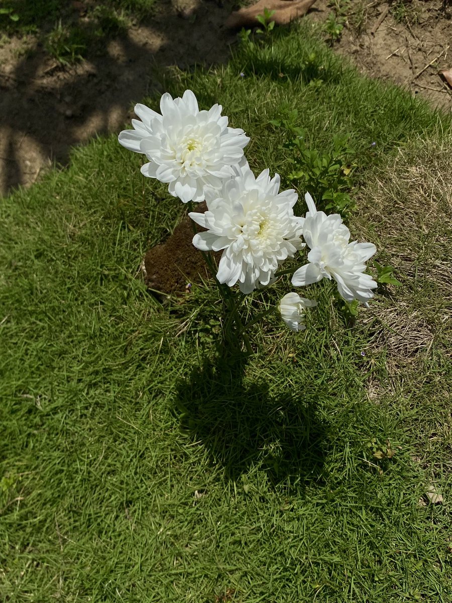 Congratulations ☀️ tweet media