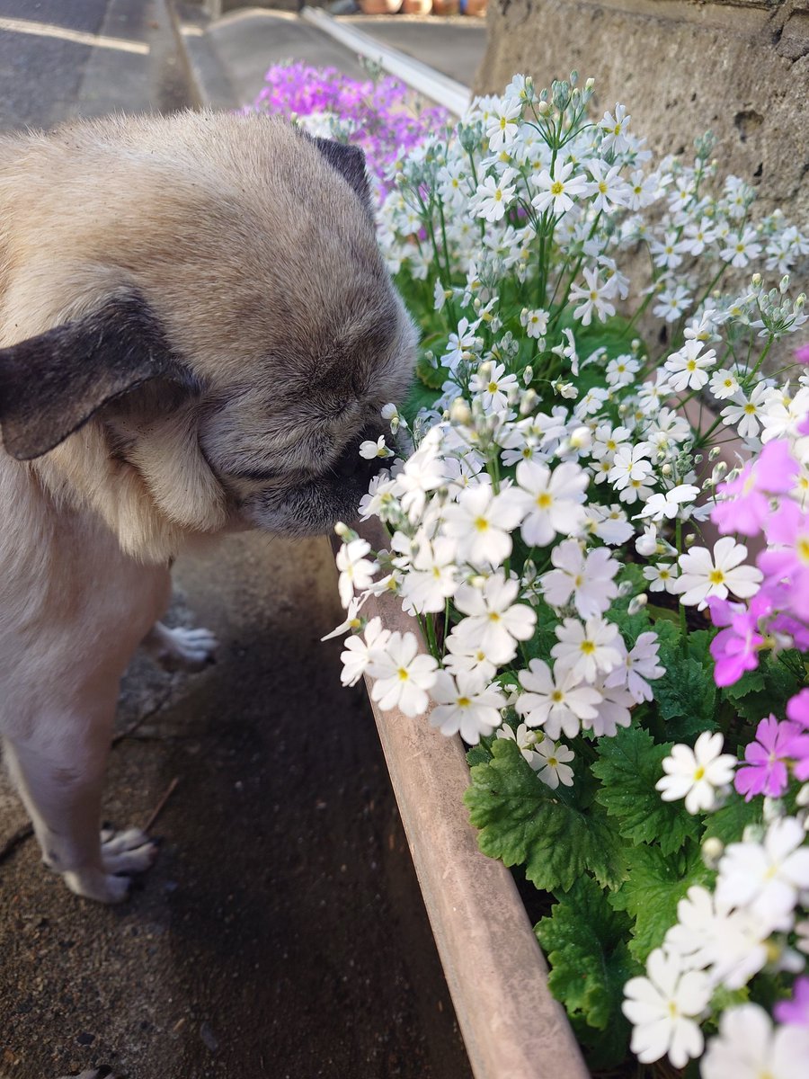 chama193's tweet photo. 最近、尻尾上がる率が多い気がする😊🤭

#パグ
#pug https://t.co/PKzksKUWbm
