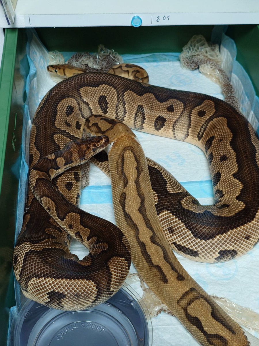 Tom@たまへびや🐍 tweet media