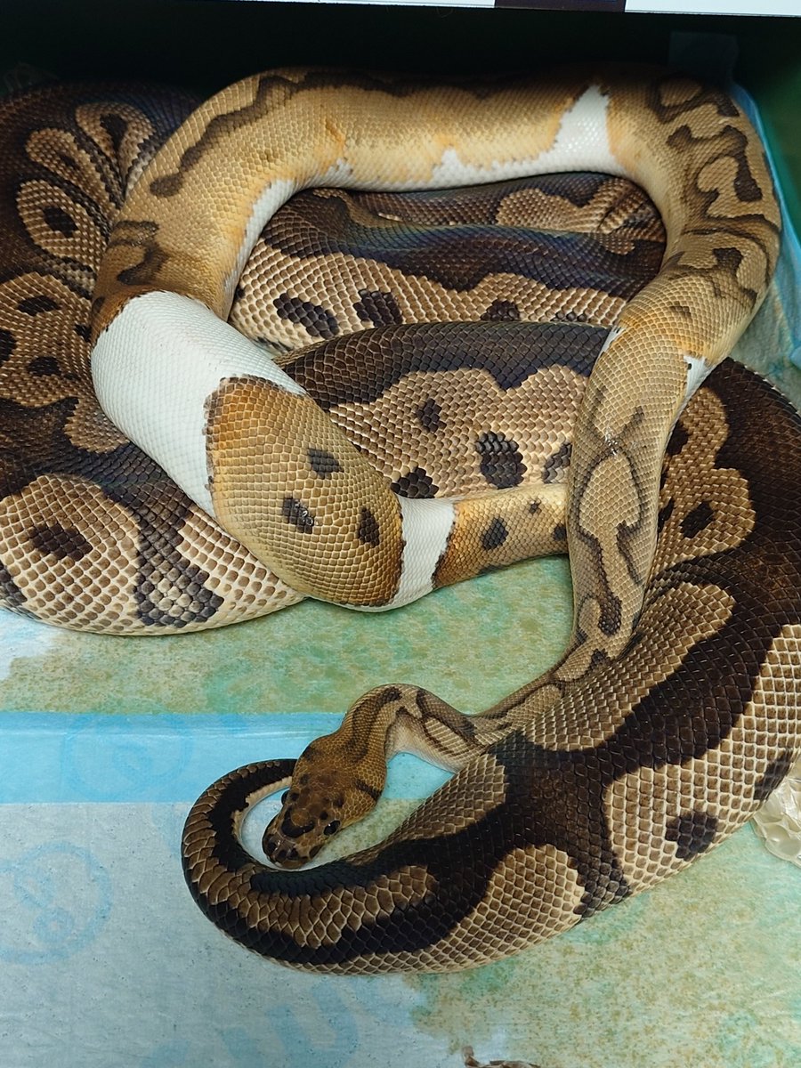 Tom@たまへびや🐍 tweet media