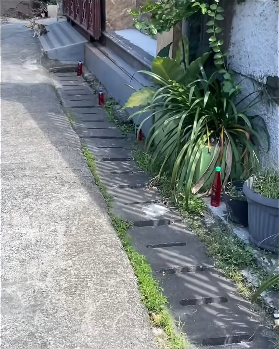 Chandana 🌻✨ tweet media