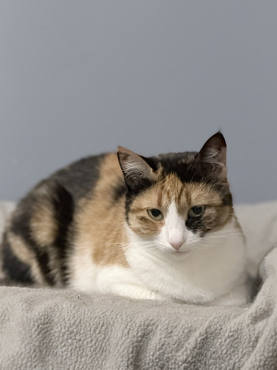 Irena Druzenko 🇺🇦🐈‍⬛ KCC (Kyiv Cat Crew) tweet media