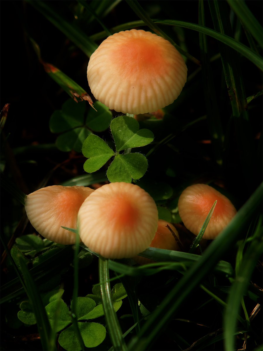 Ribeiro de carvalho tweet media