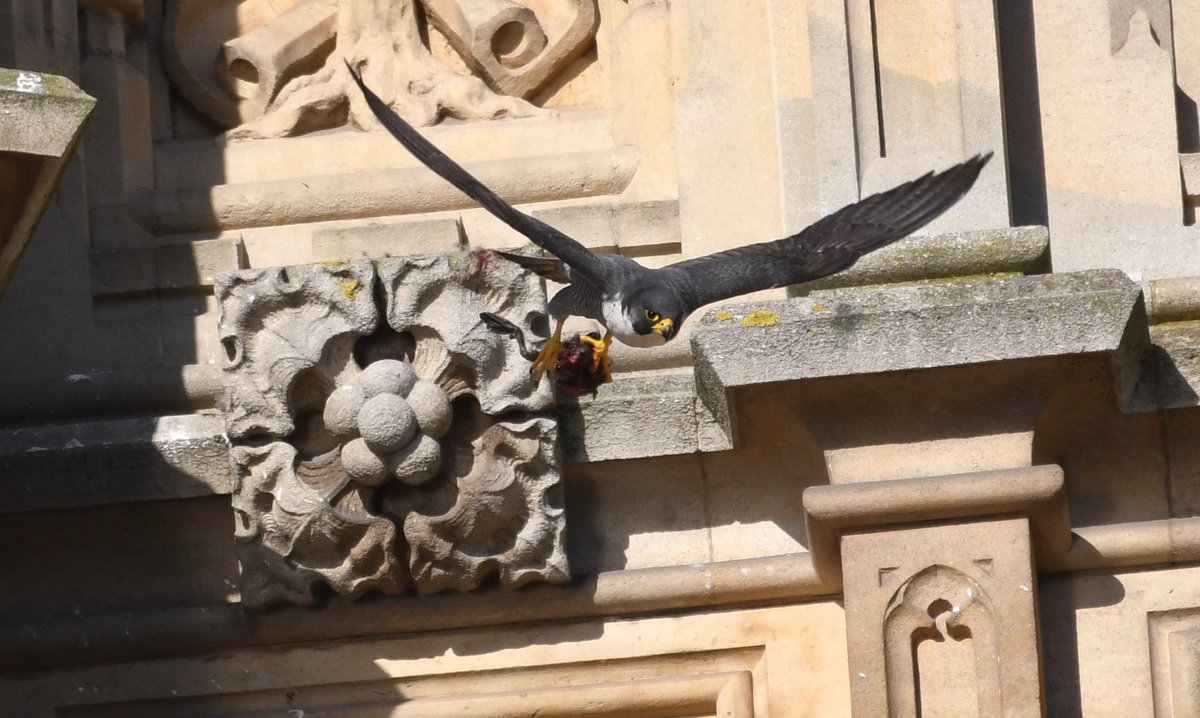 David Morrison tweet media