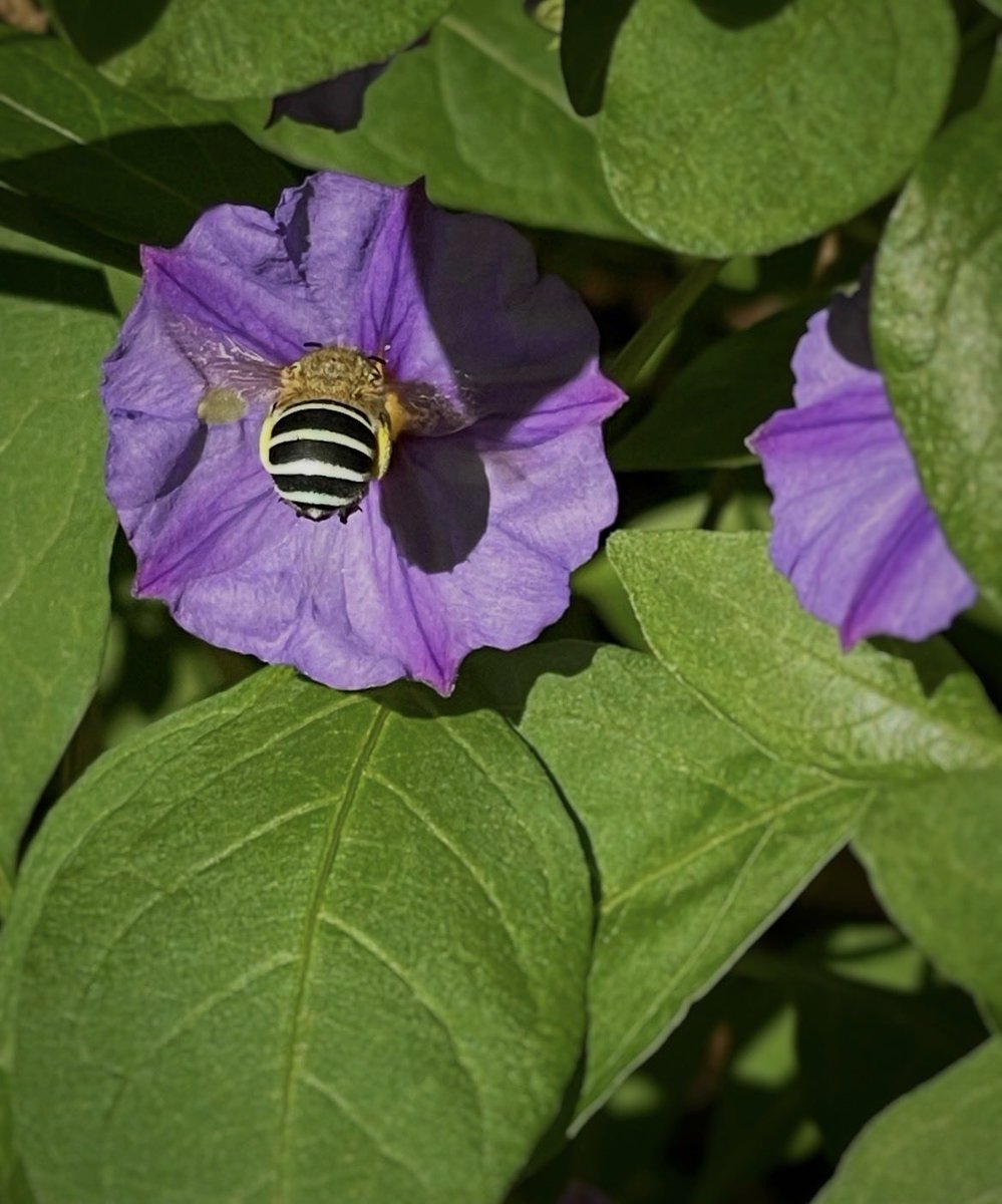 Wazza from Melbourne tweet media