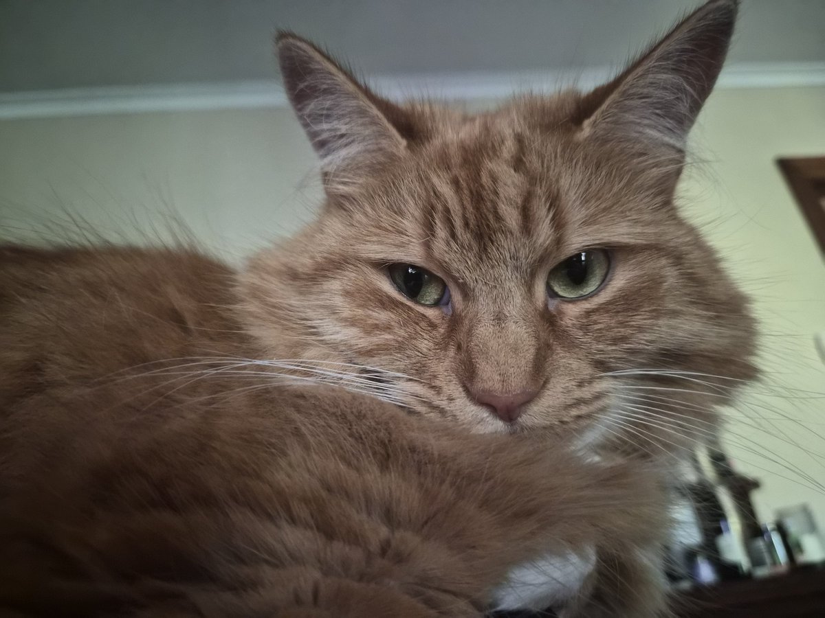 Sassy 🧡and 🌈 This Puss 🌈 tweet media