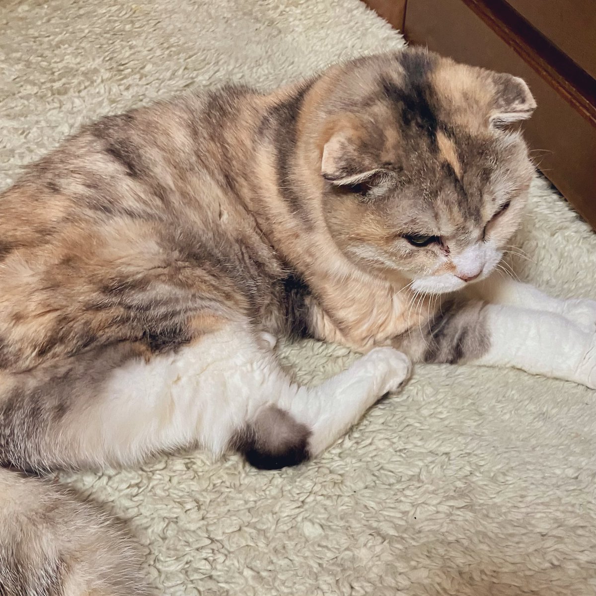 レニー🐾ゲーミング猫 tweet media