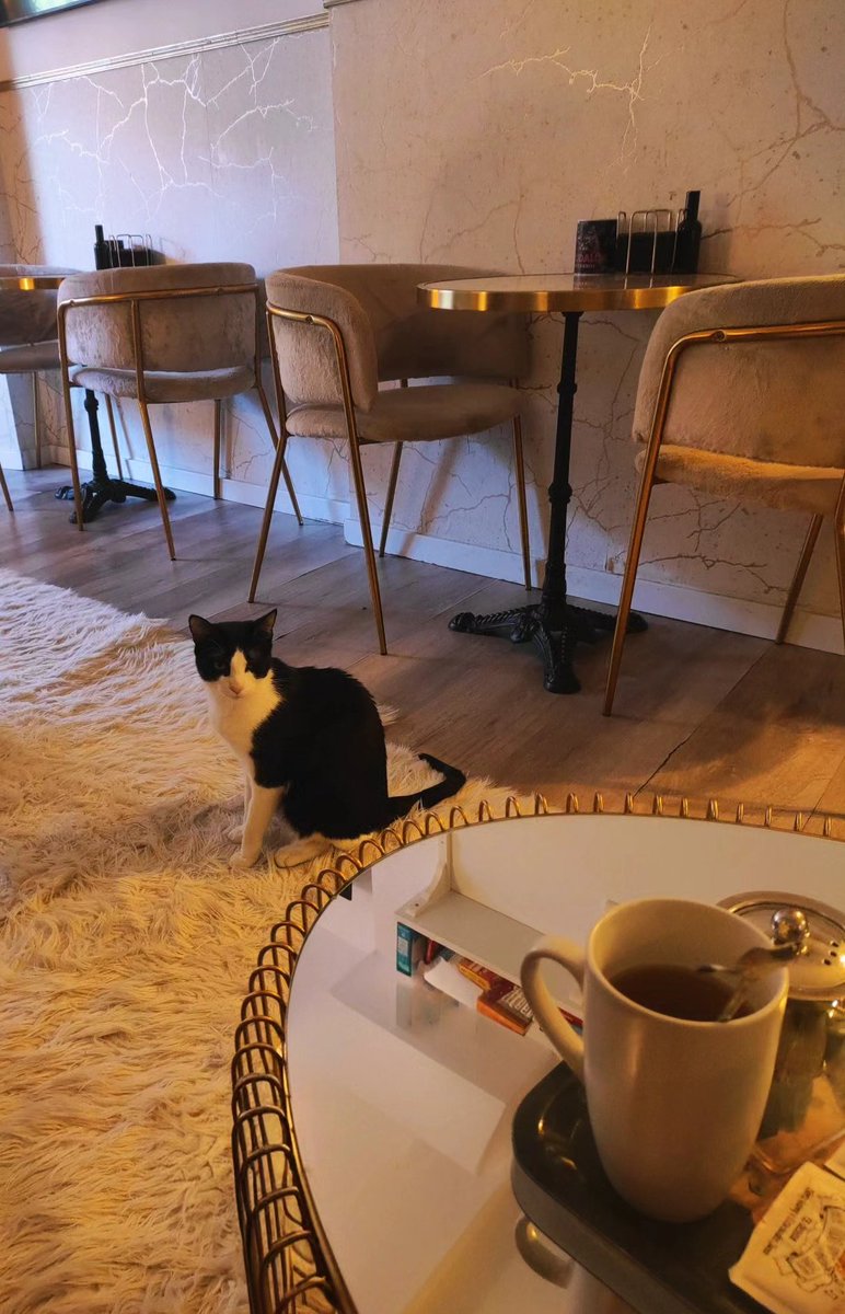 🐱Cat-Vampire 🦇 tweet media