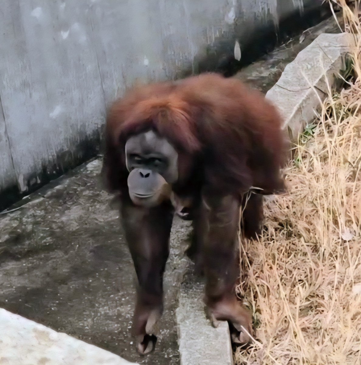 ないと tweet media