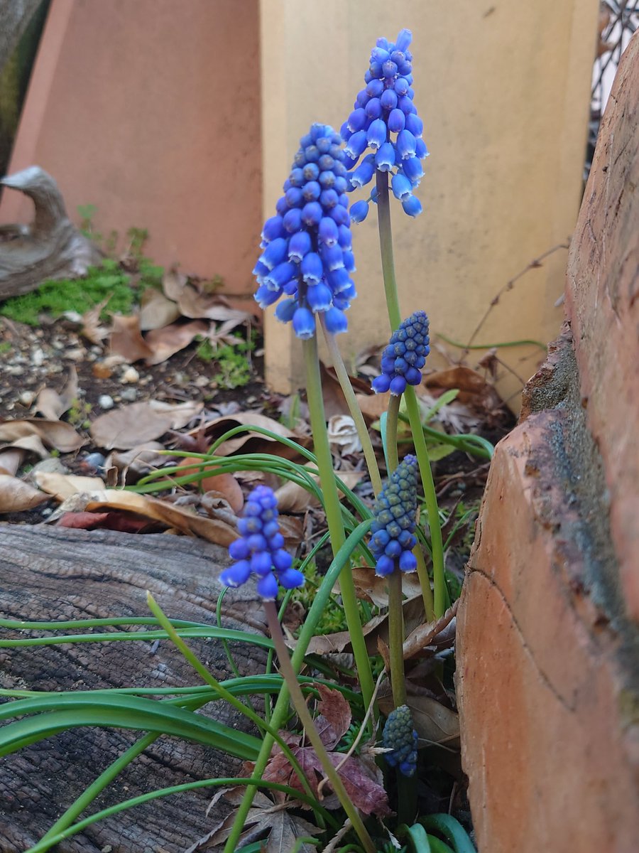 ちさと(快便ちゃん) tweet media