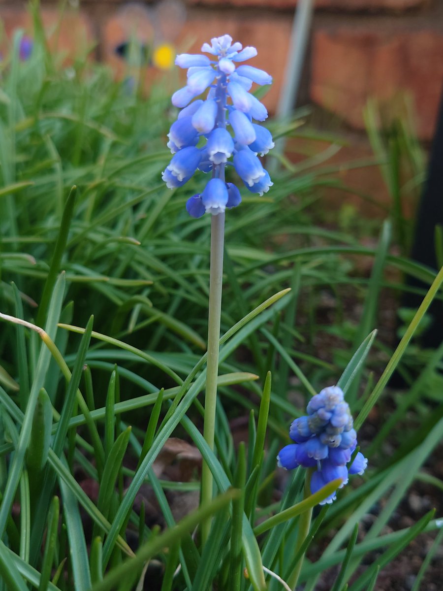 ちさと(快便ちゃん) tweet media