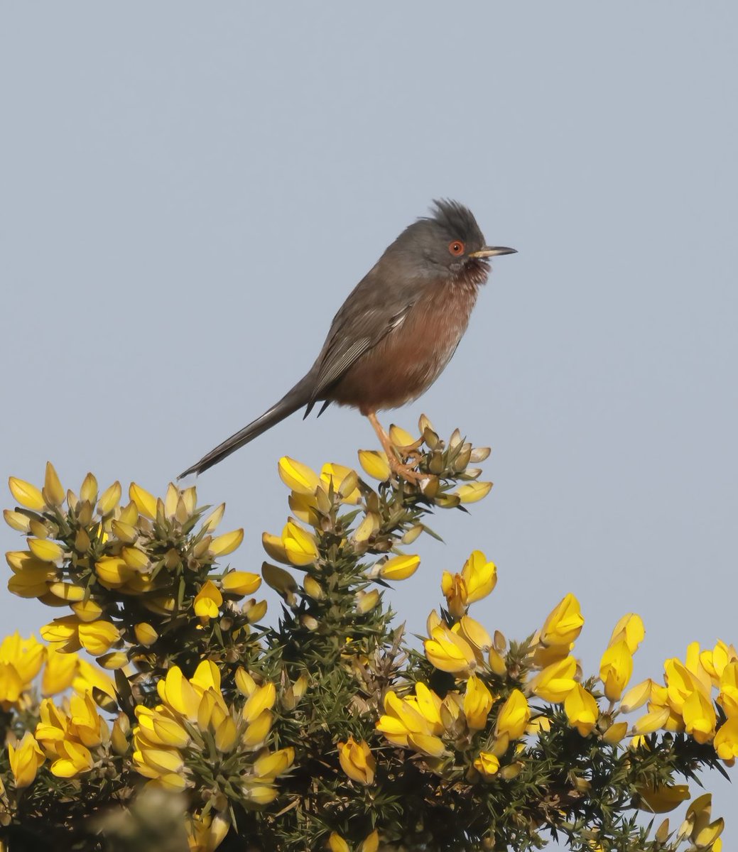 Ewan Urquhart 🏴󠁧󠁢󠁳󠁣󠁴󠁿🇪🇺 tweet media