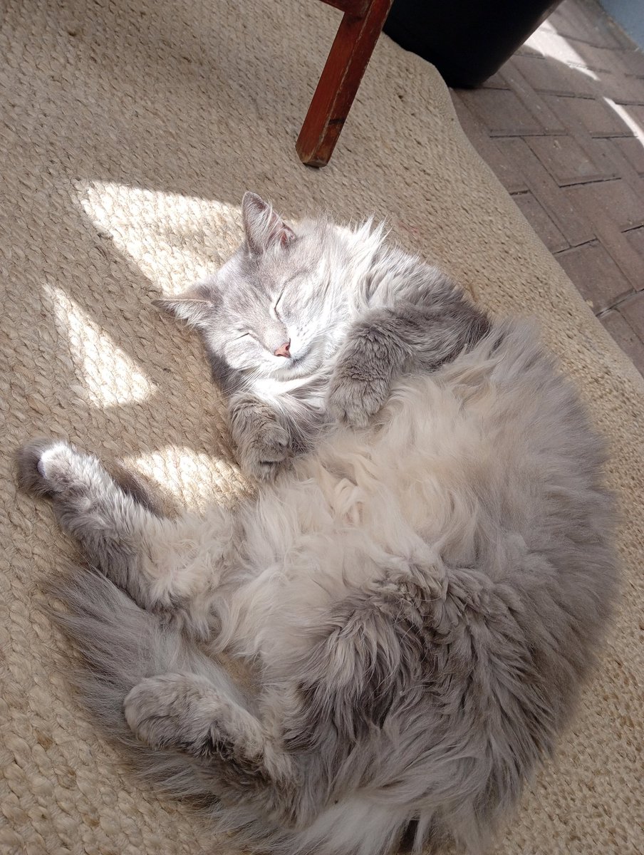 ReeceSwanepoel.btc 🟧 tweet media