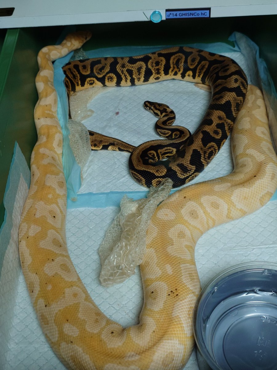 Tom@たまへびや🐍 tweet media