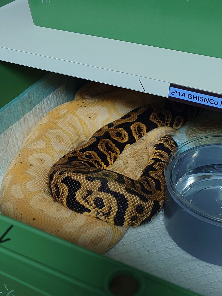 Tom@たまへびや🐍 tweet media