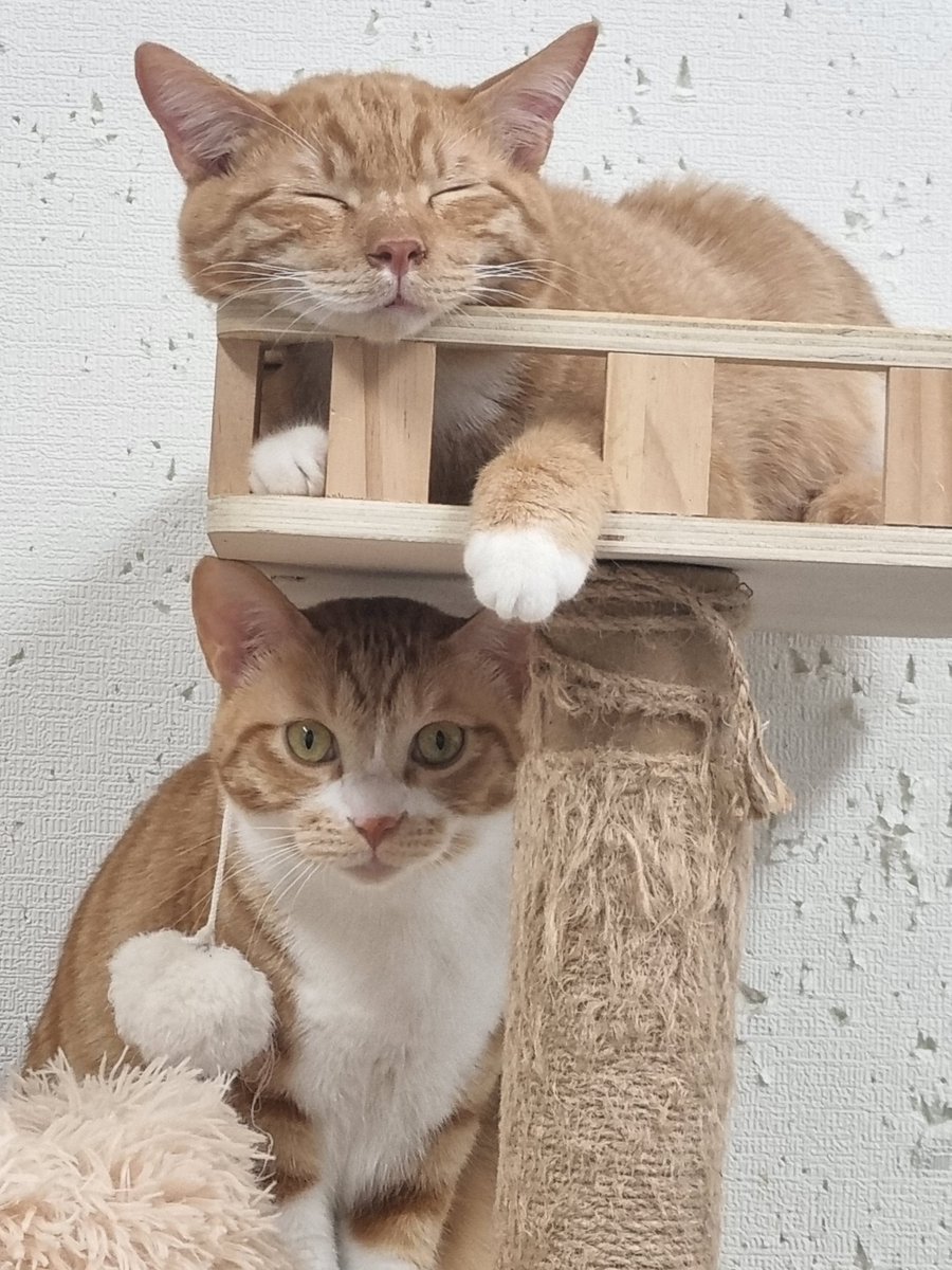 casa_delgatto tweet media