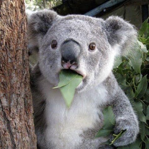 Erdem Ayaz tweet media