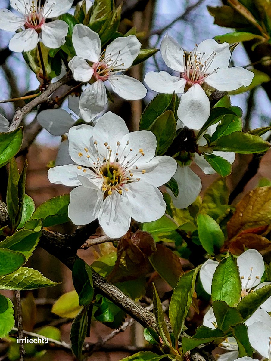 NitramSu tweet media