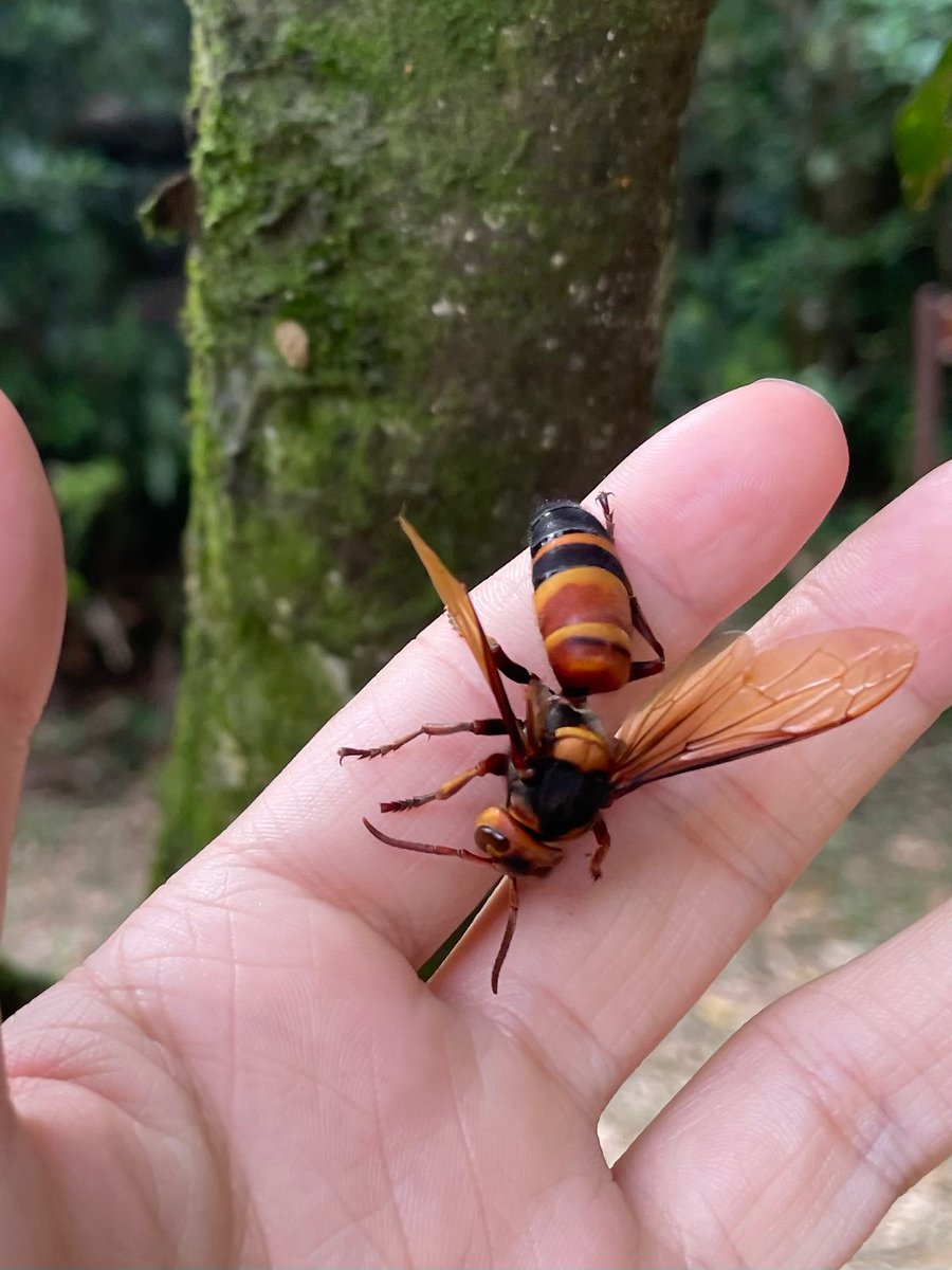 shloop 𓆤 tweet media