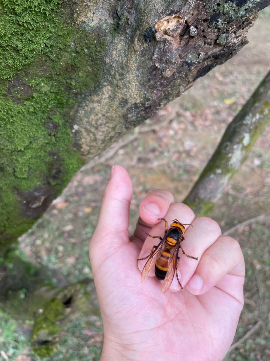 shloop 𓆤 tweet media