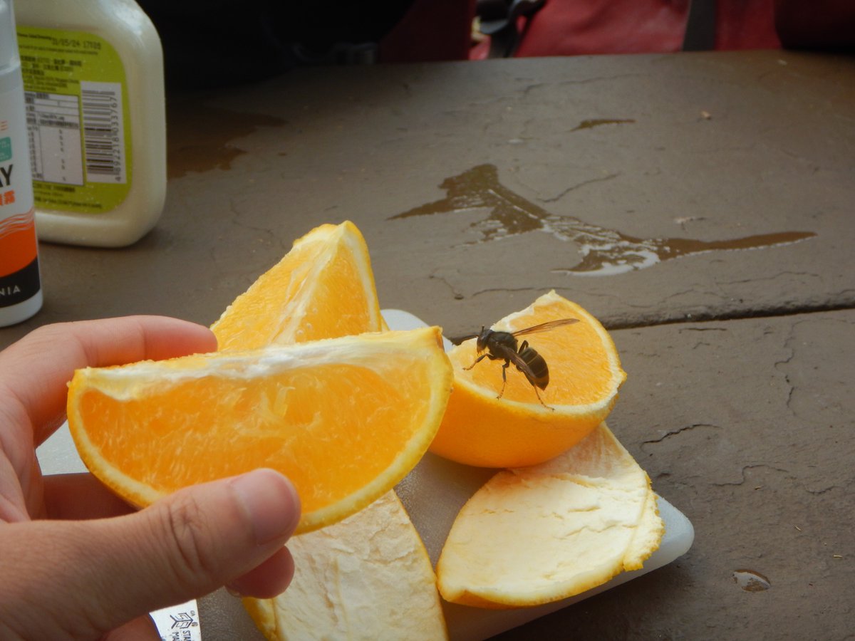 shloop 𓆤 tweet media