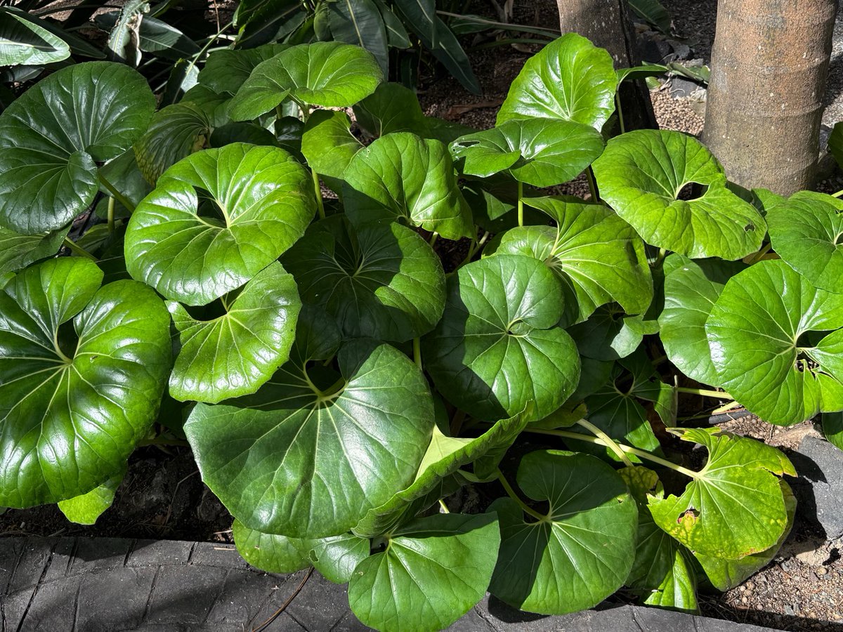 Peter Timmermans tweet media