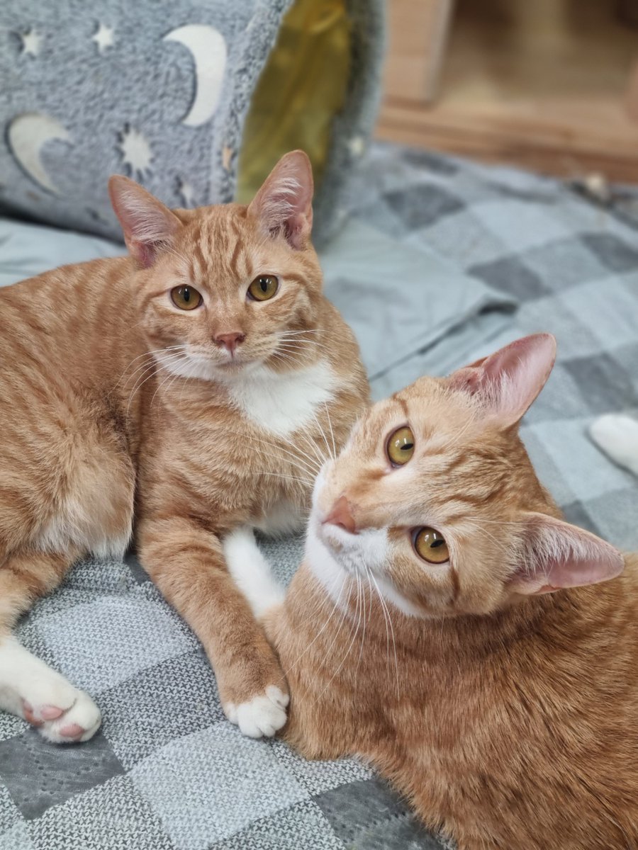 casa_delgatto tweet media