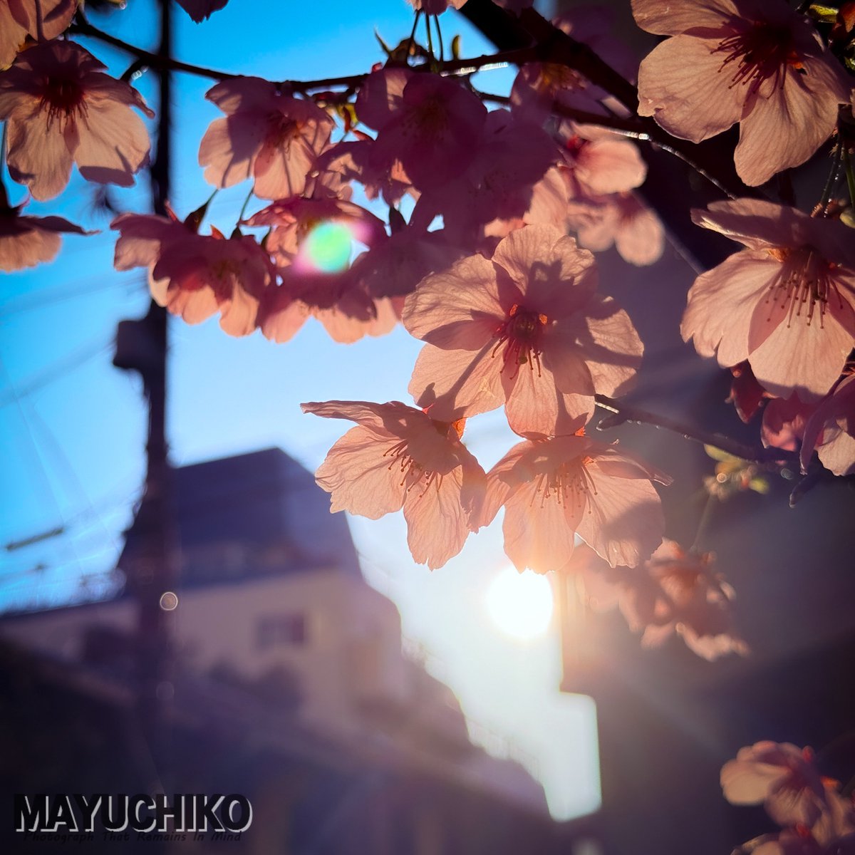 MAYUCHIKO tweet media