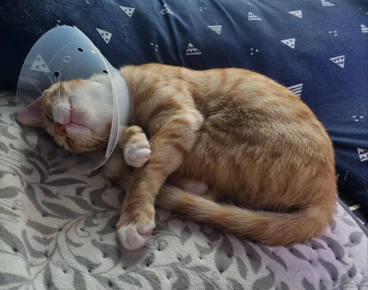 casa_delgatto tweet media