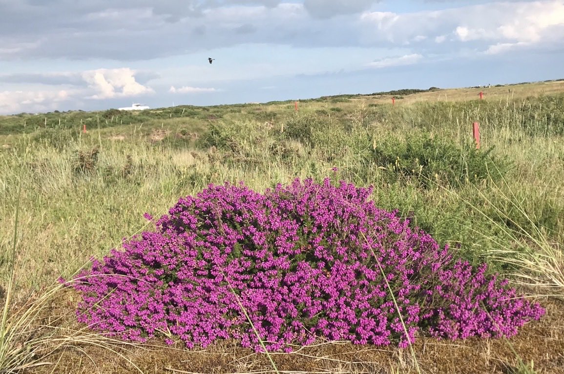 rab livingstone tweet media