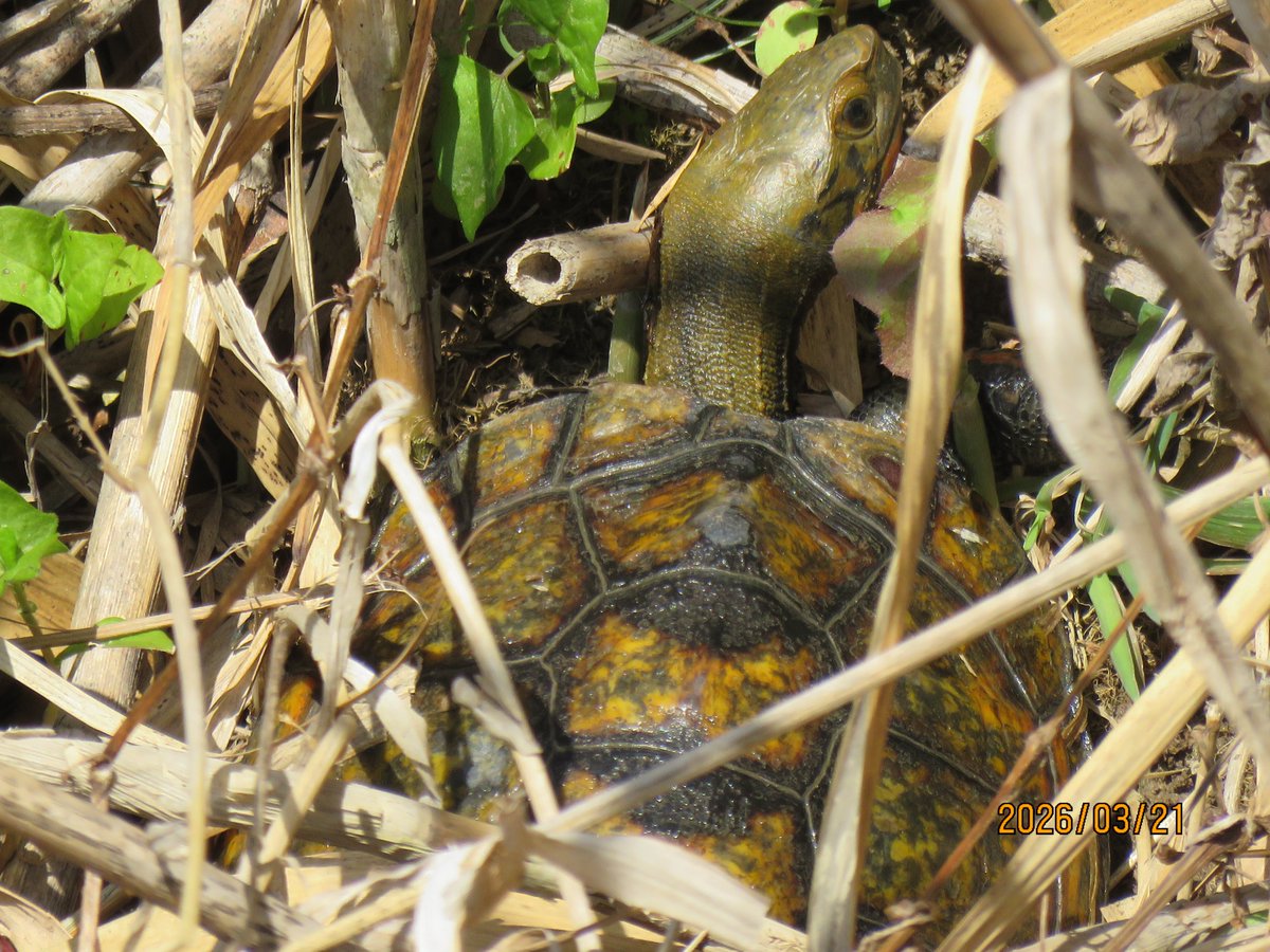 🇯🇵日本石亀観察学会 tweet media