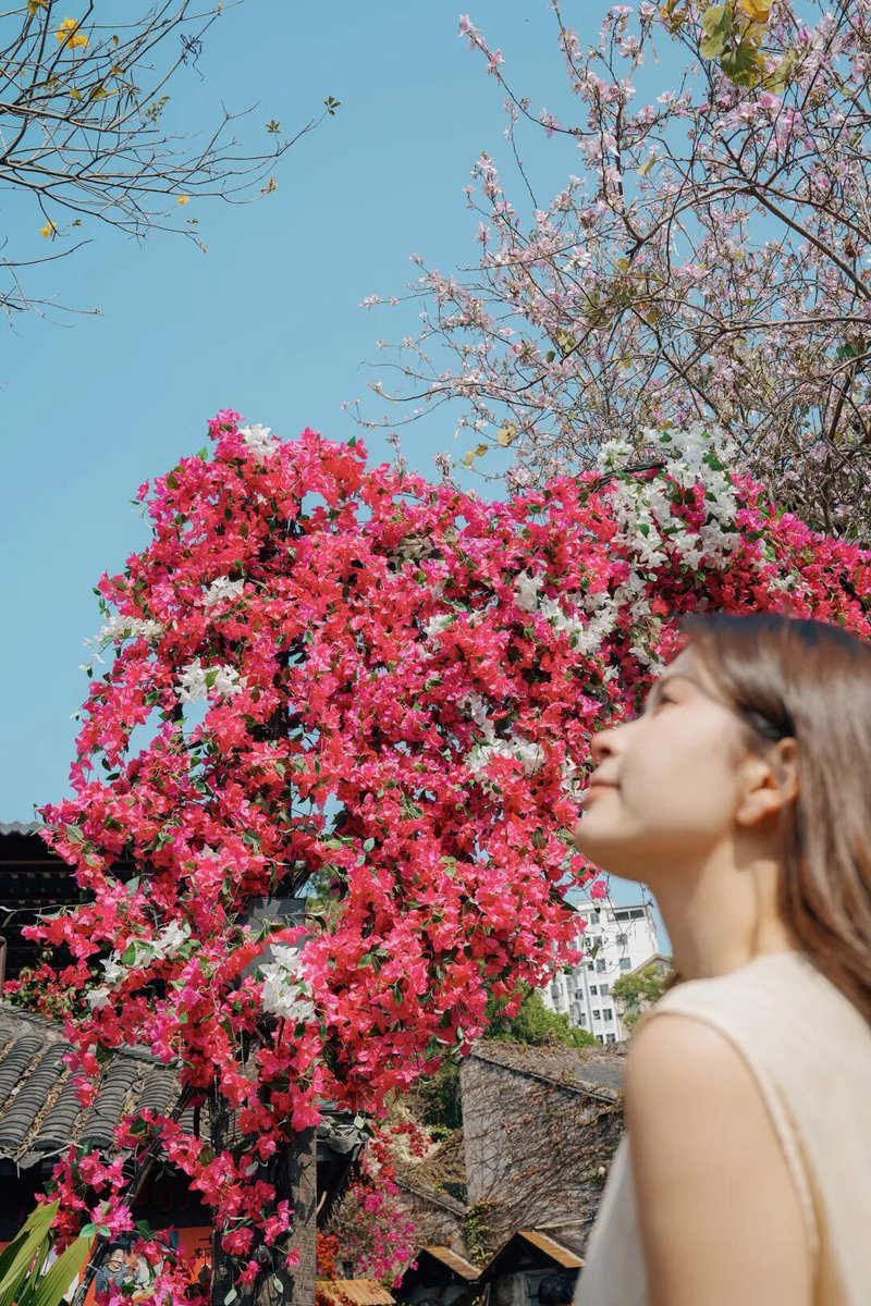 iGuangdong's tweet image. #Kaleidoscope | Spring is in full bloom across Guangdong, with flowers and festivals lighting up the season. 

📍 Baomo Garden
📍 Eighteen Arhats Mountain Forest Park
📍 Gankeng Ancient Town
📍 Zhan Yuan
📍 Xinghu Scenic Area

#SpringGetaway #FlowerSeason #Travel #ChinaTravel