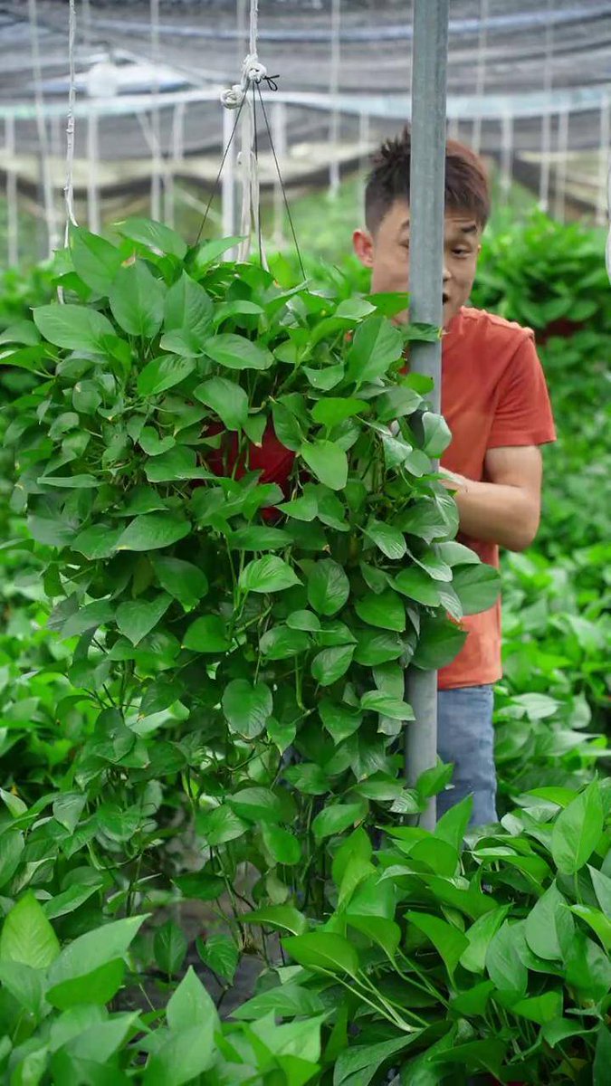 Tuan Tran tweet media