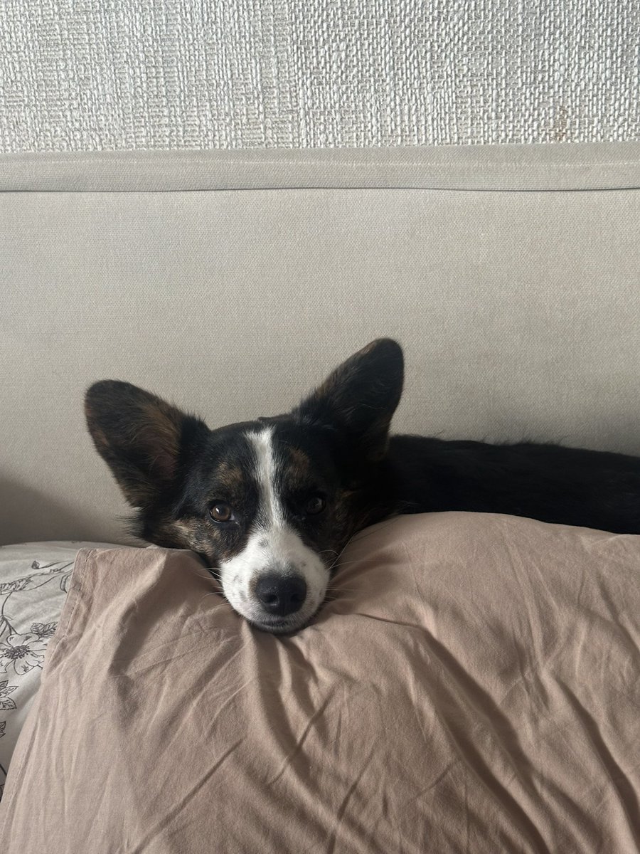 анечка tweet media